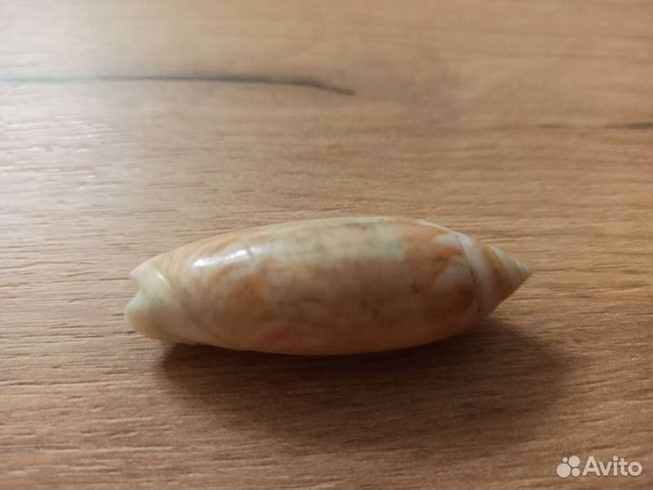 Морская раковина