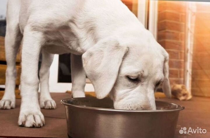 Корм для животных