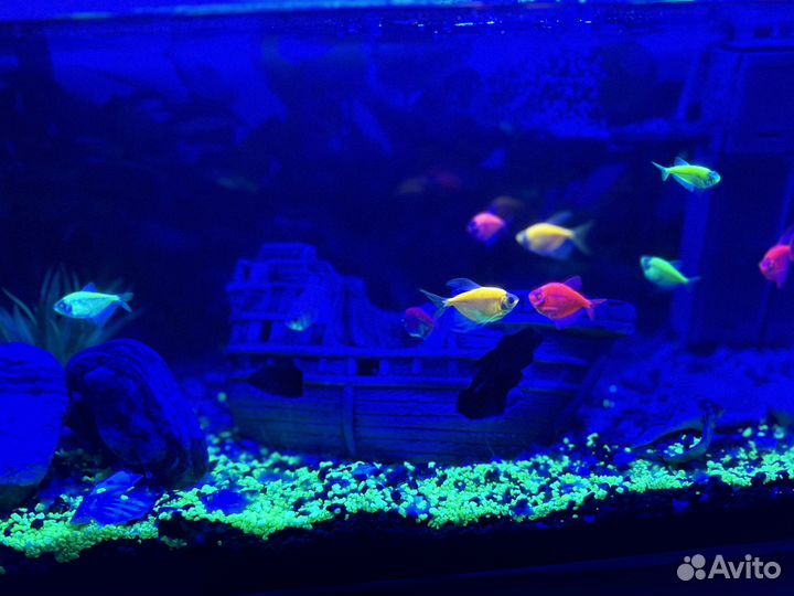 Аквариум