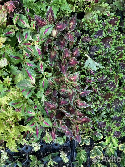 Колеусы вегетативные черенки