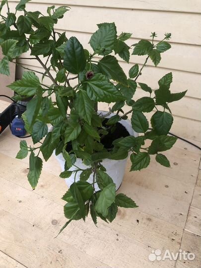 Гибискус, драцена, колеус