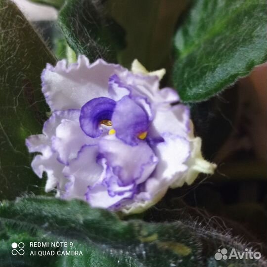 Сортовые фиалки