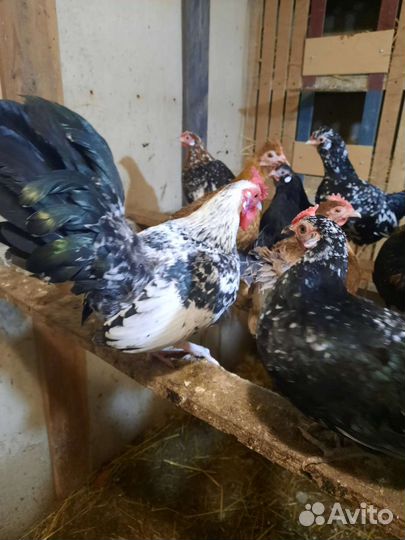 Куры бентамки