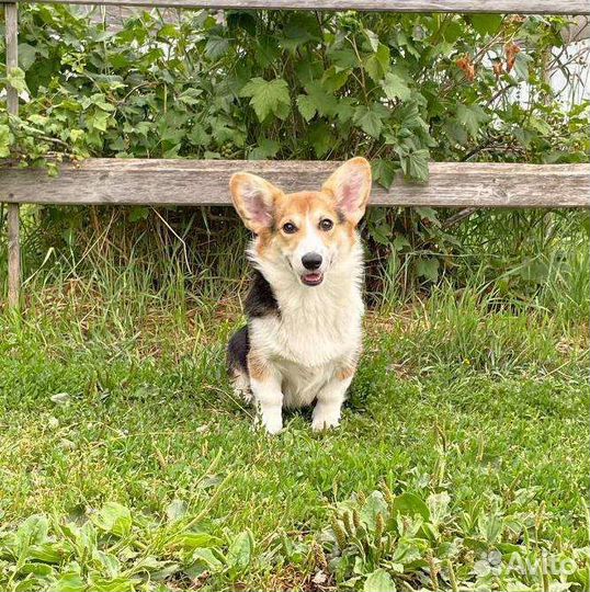 Вельш Корги Пемброк