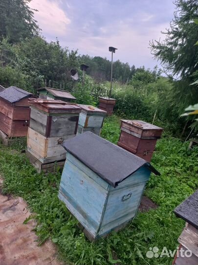 Пчелы и улья