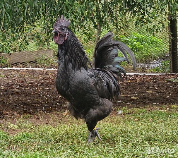 Молодые петухи Ухейилюй и их помеси