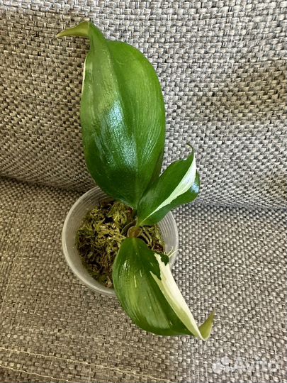 Филодендрон Вайт Кнайт