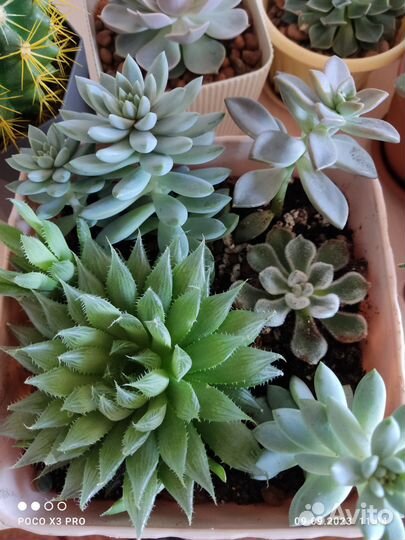 Суккуленты