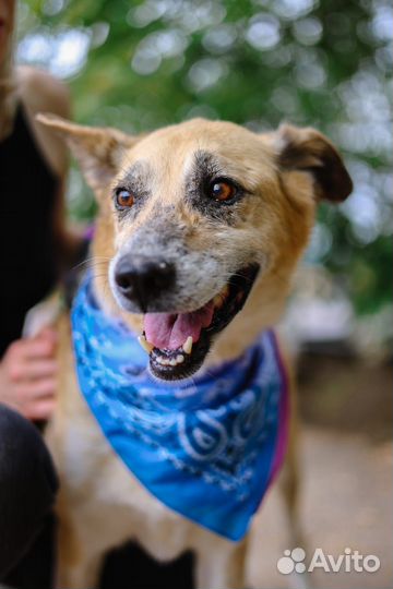 Вернули в приют, снова ищет дом милая собака