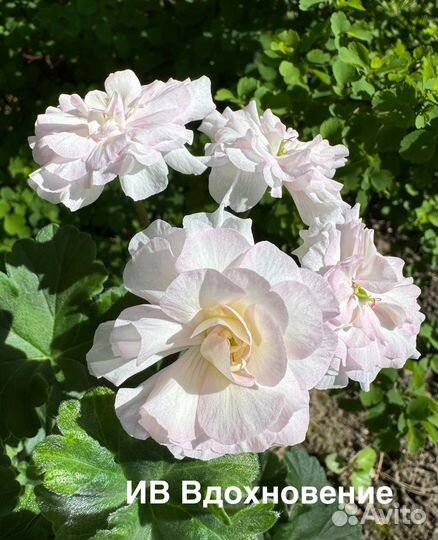 Пеларгонии сортовые