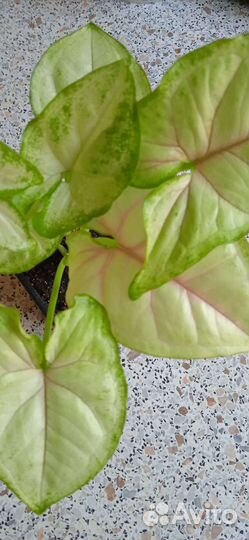 Сингониум Баттерфляй