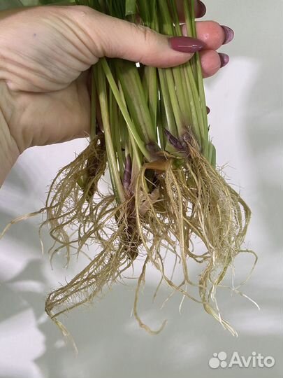 Калатея лубберса