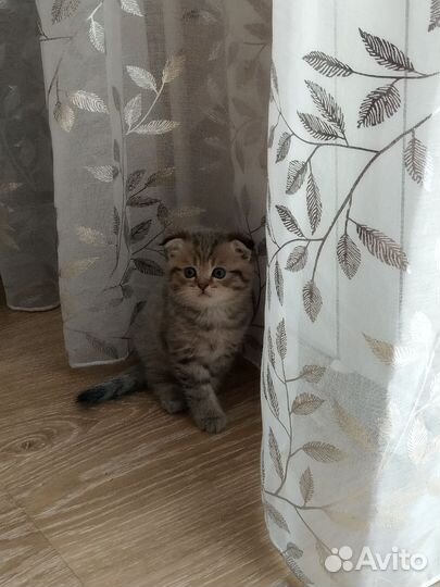 Шотландская