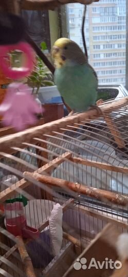 Хакерс буджие