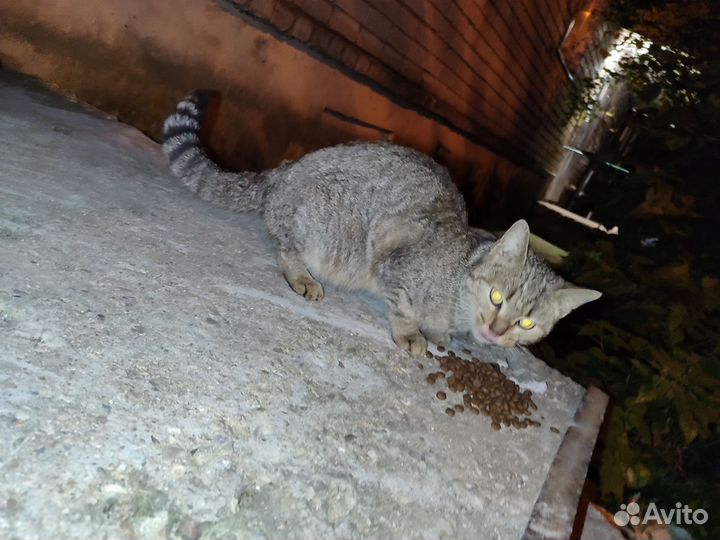 Кошка