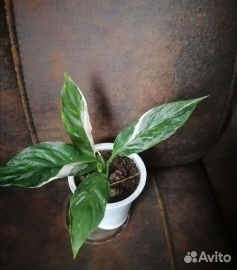 Спатифиллум домино