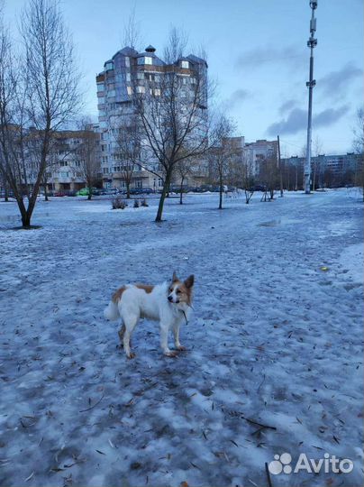 Передержка для собак