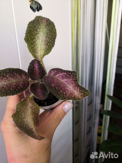 Комнатные растения