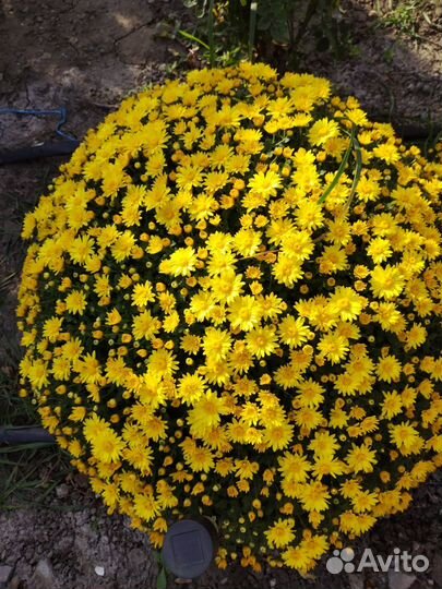 Хризантемы мультифлора