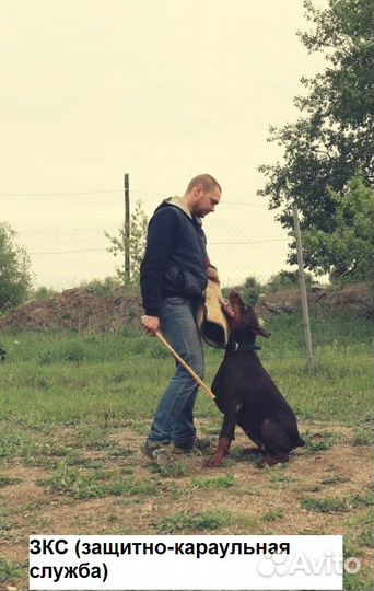 Дрессировка собак-Школа бесконфликтной дрессировки