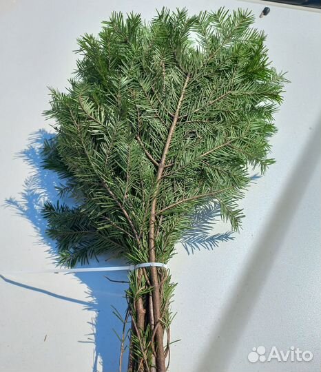 Веники для бани пихтовые