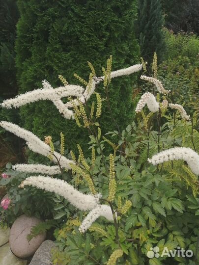 Цимицифуга(клопогон)