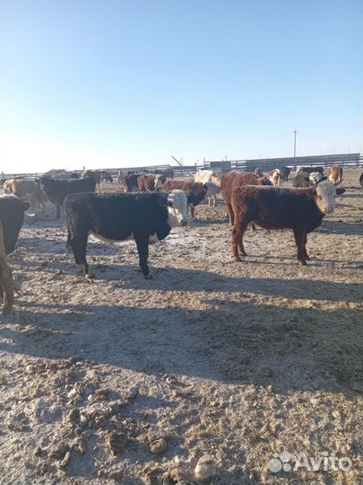 Бычки 72 голов