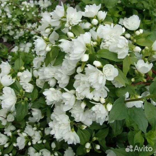 Чубушник Жасмин