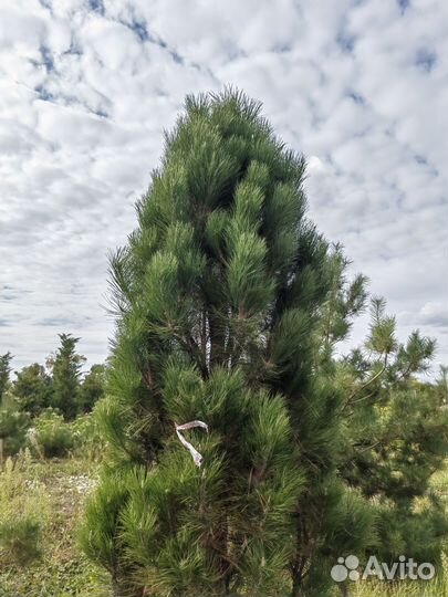 Сосна грин тауэр