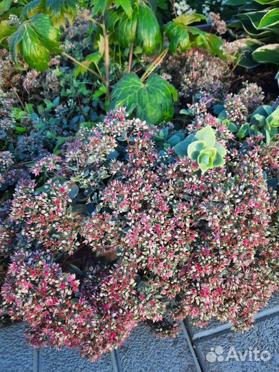 Очиток седум