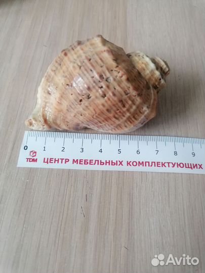 Морские ракушки