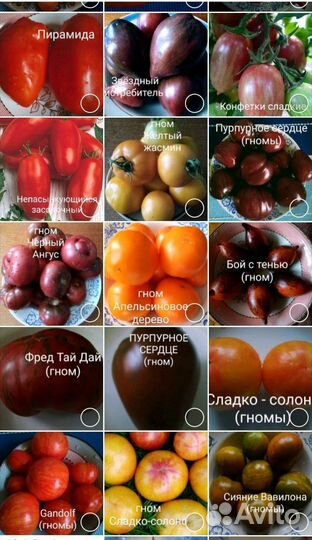 Семена сортовых томатов