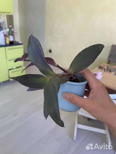 Традесканция