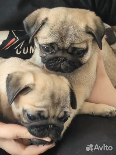 Щенки мопса РКФ