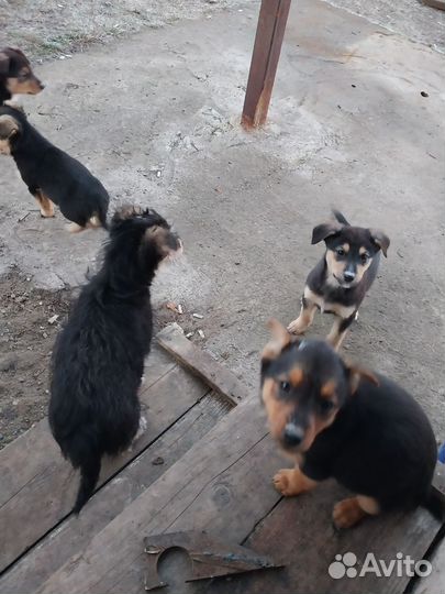 Собака в добрые руки щенок