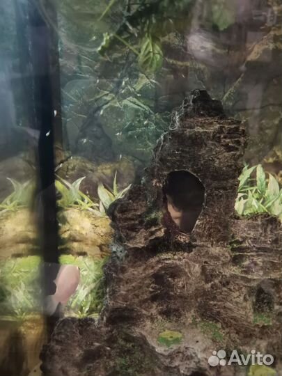 Аквариум с рыбами