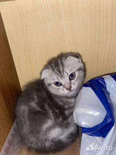 Шотландские вислоухие котята