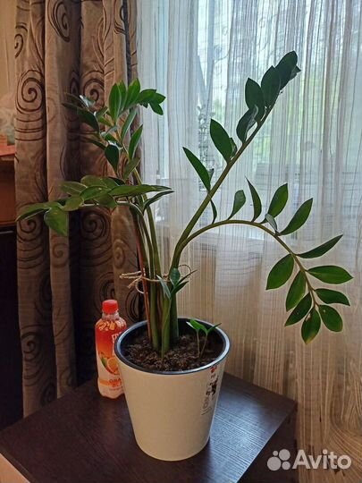 Замиокулькас