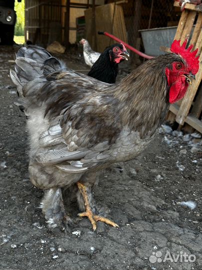 Петухи Кохинхин, Брама молодые