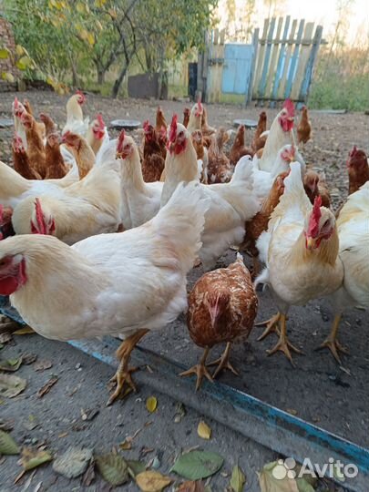 Молодые петухи