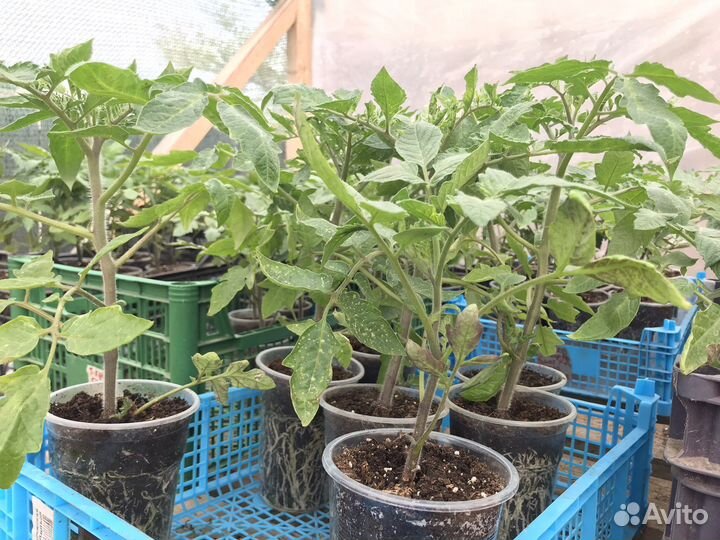 Рассада помидор