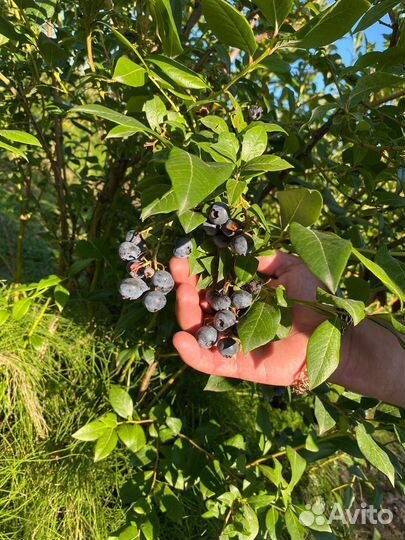 Голубика садовая саженцы
