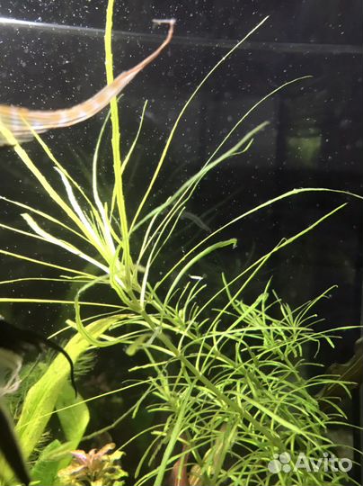 Аквариумные растения