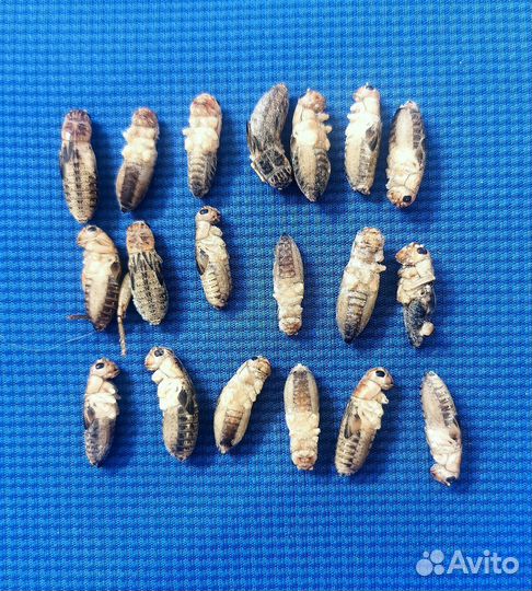 Банановый сверчок (замороженный)