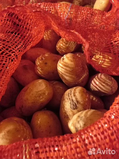 Семена картофеля