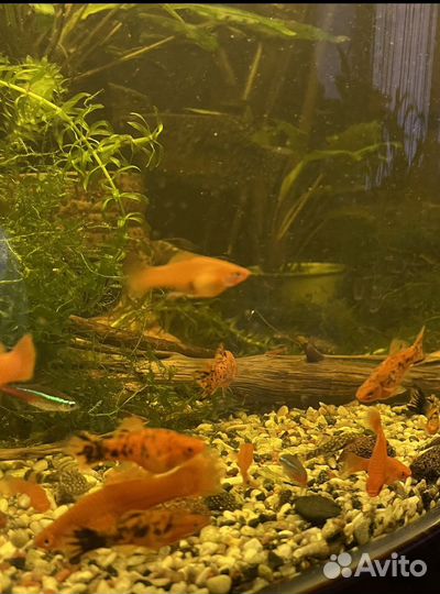 Аквариумные креветки,рыбки,растения