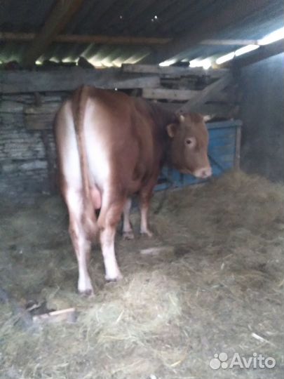 Бык и телка