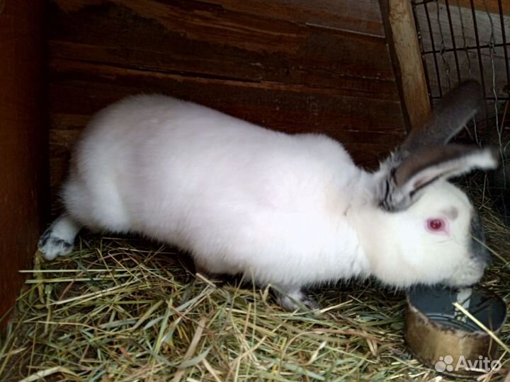 Калифорнийские кролики
