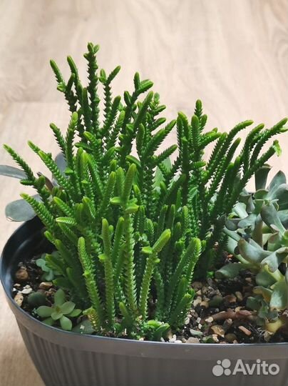 Крассула плауновидная