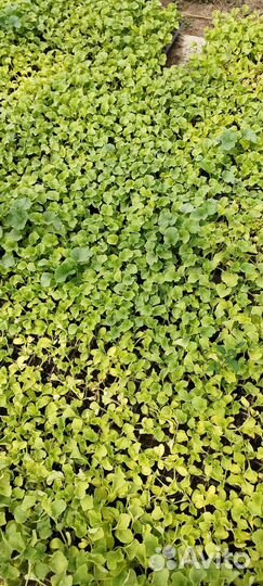 Рассада дыни